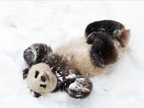 Tain Tian playing in the snow, 2009.