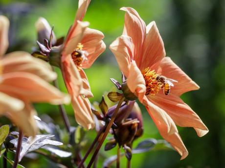 bee landing on a flower