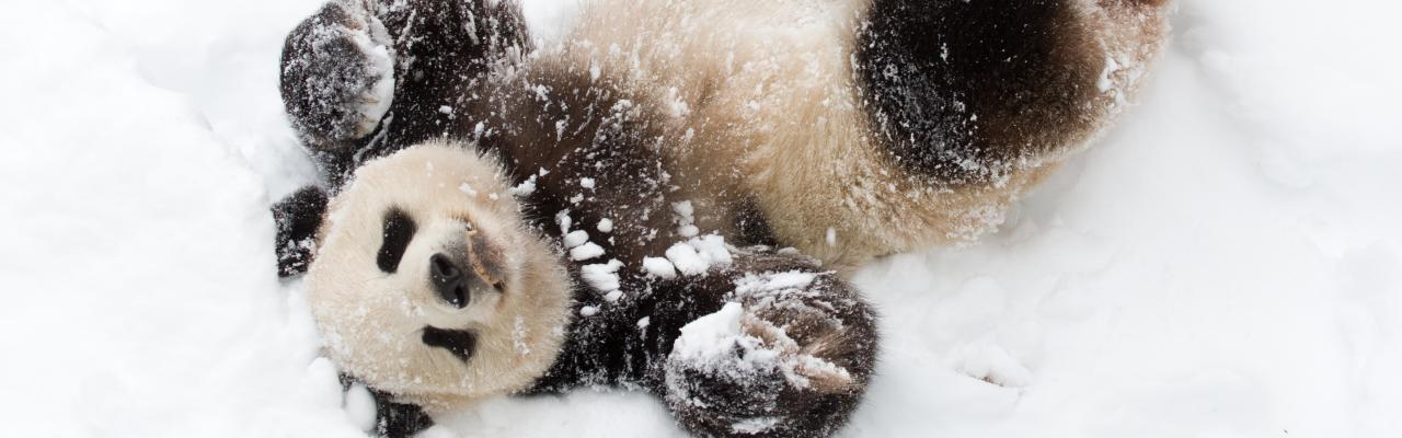 Tain Tian playing in the snow, 2009.