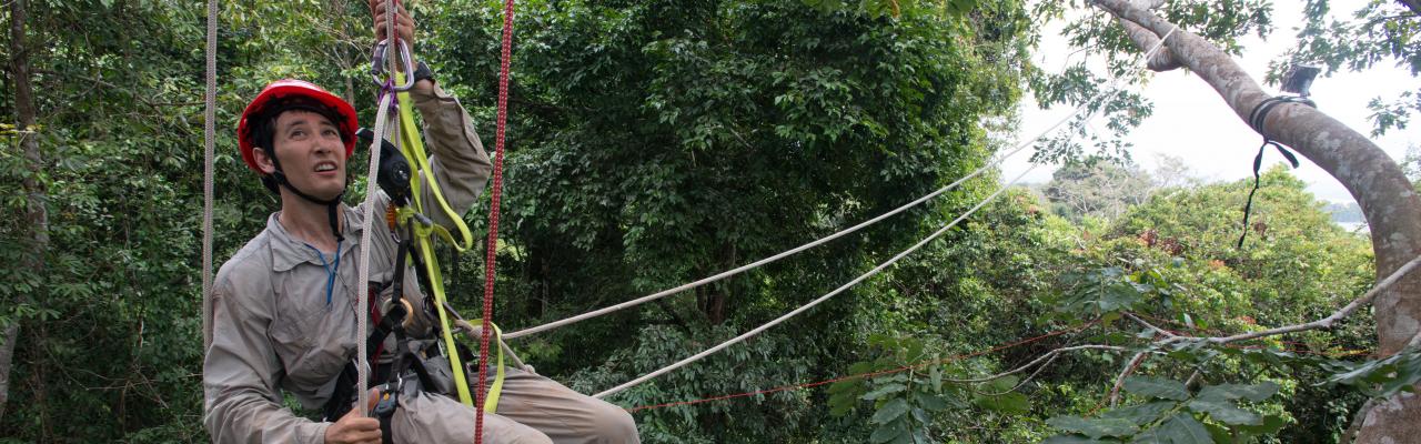 Scientist in Panama treetop on zip-line