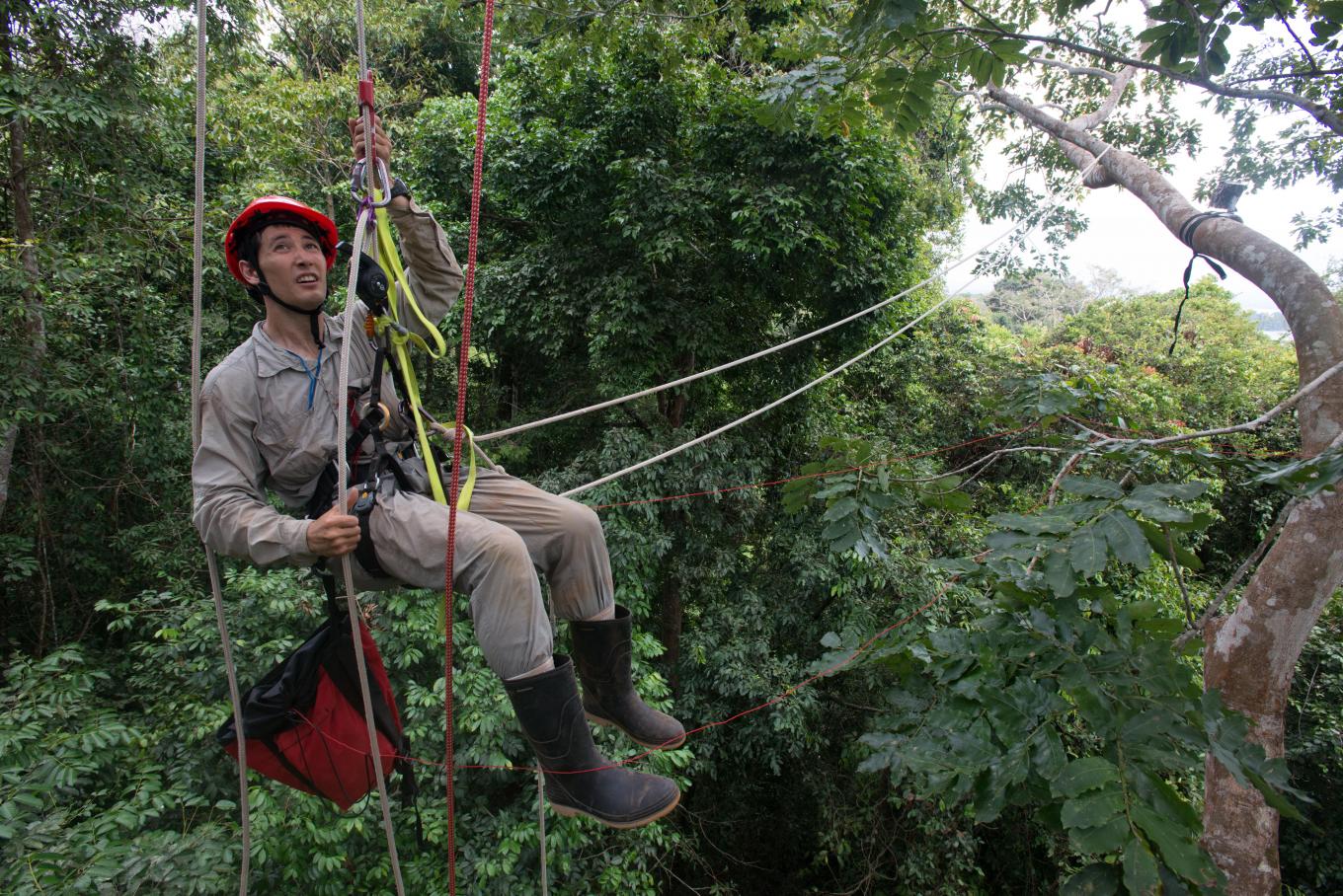 Scientist in Panama treetop on zip-line
